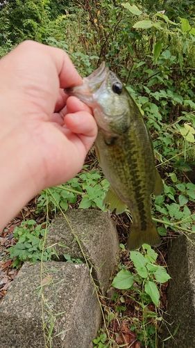 ラージマウスバスの釣果