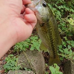 ラージマウスバス