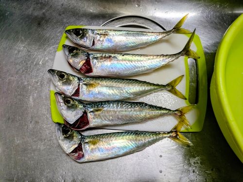 浅虫海づり公園