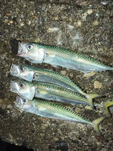サバの釣果