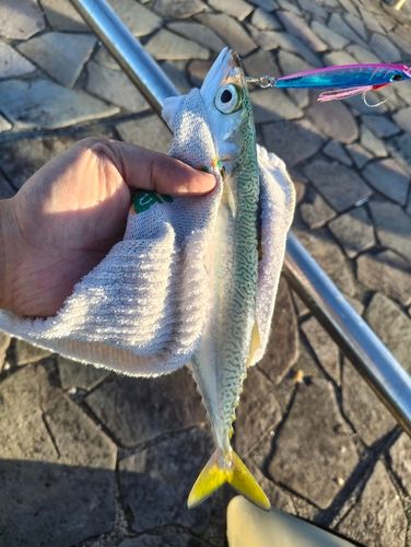 サバの釣果