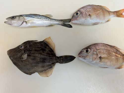 カワハギの釣果