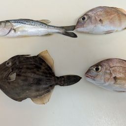 カワハギ