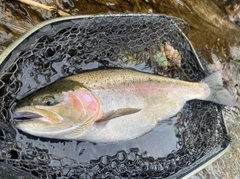 ニジマスの釣果