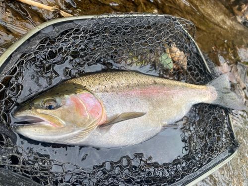 ニジマスの釣果