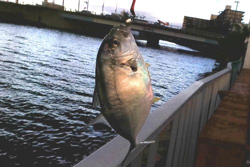 メッキの釣果