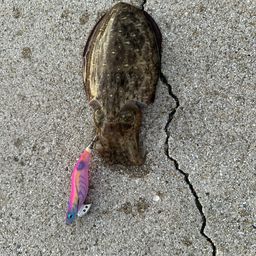 コウイカ