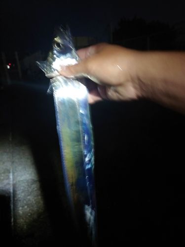 タチウオの釣果