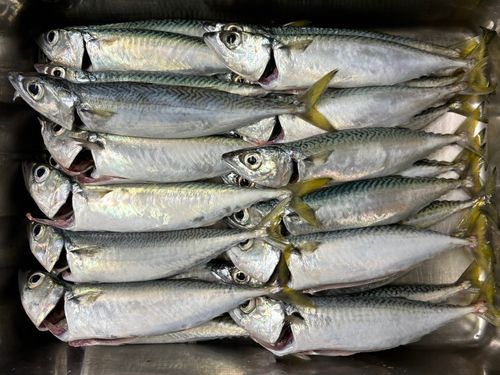 サバの釣果