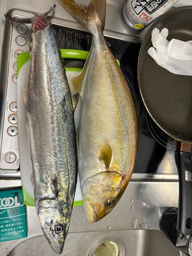 カンパチの釣果