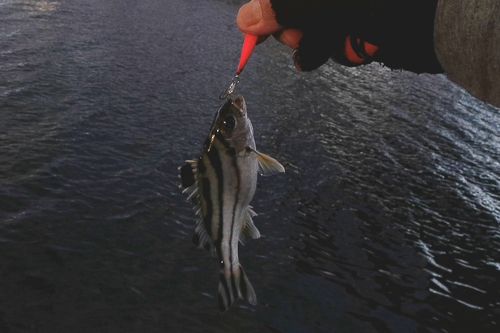 コトヒキの釣果