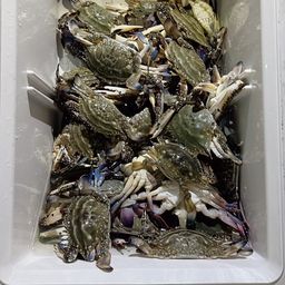 ワタリガニ