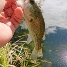 ラージマウスバス