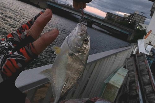 メッキの釣果