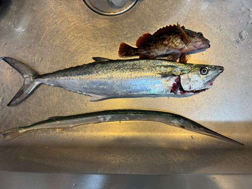 サゴシの釣果