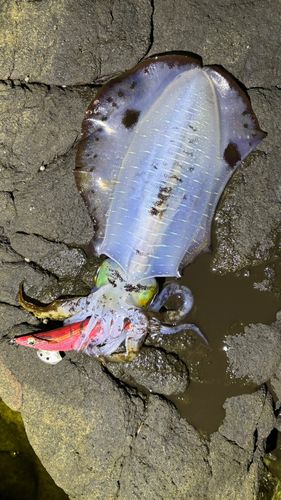アオリイカの釣果