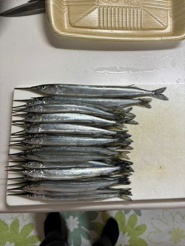 サヨリの釣果