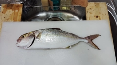 シオの釣果