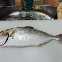 シオ