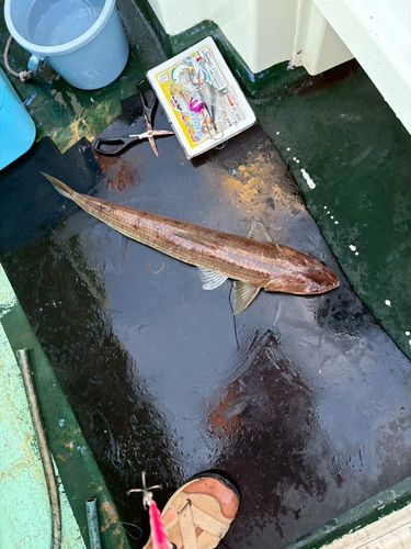 駿河湾