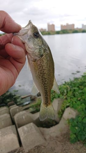 ラージマウスバスの釣果