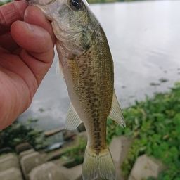 ラージマウスバス