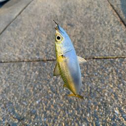 サバ