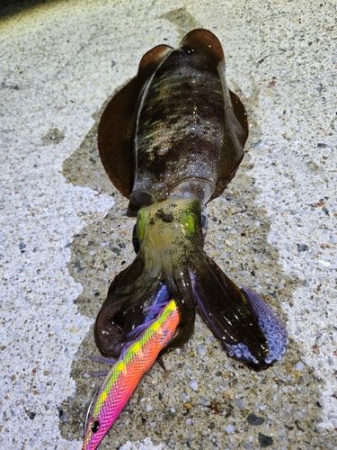 アオリイカの釣果