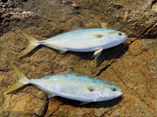 フクラギの釣果