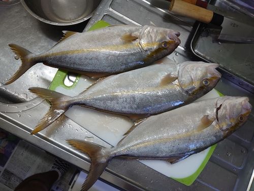 シオの釣果