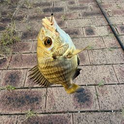 チンチン