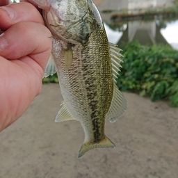 ラージマウスバス