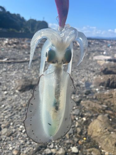 津久見湾