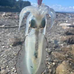 アオリイカ