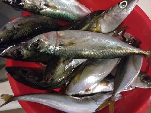 サバの釣果