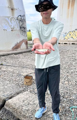 セイゴ（ヒラスズキ）の釣果