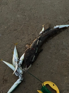 マゴチの釣果