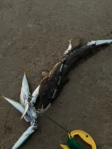 マゴチの釣果