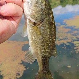 ラージマウスバス