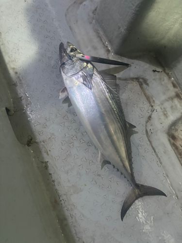 鹿児島湾北部