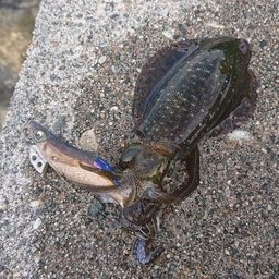 アオリイカ