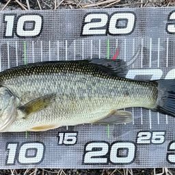 ラージマウスバス