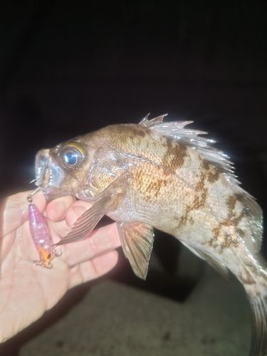 メバルの釣果