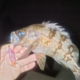 メバル