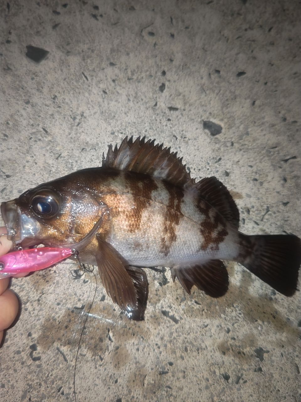 メバル