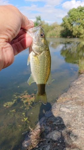 ラージマウスバスの釣果