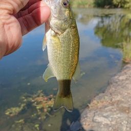 ラージマウスバス