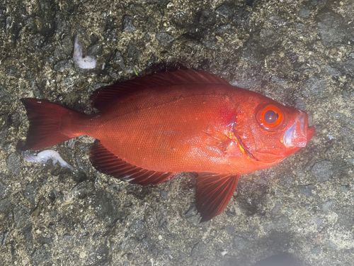 キントキダイの釣果