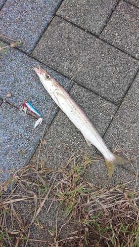 カマスの釣果