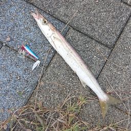 カマス